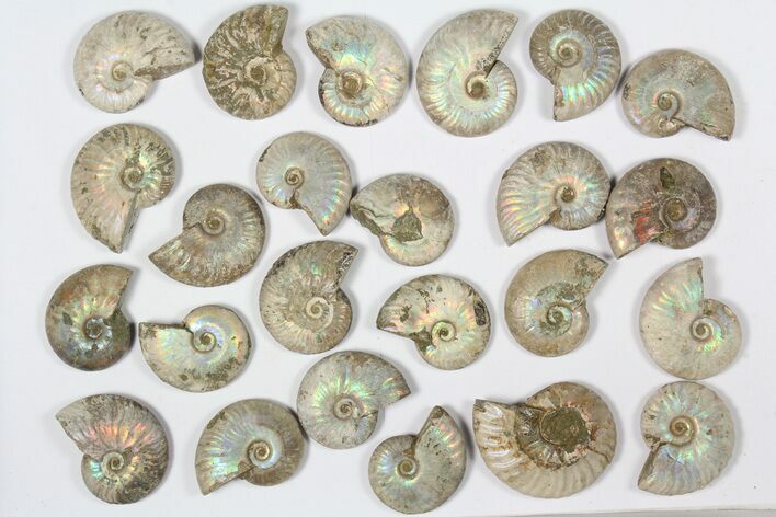 Lot: KG Silver Iridescent Ammonites (-) - Pieces #79450